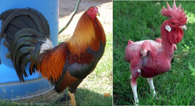 Gallo.png (263.84 KiB) Visto 1705 veces Gallo.png